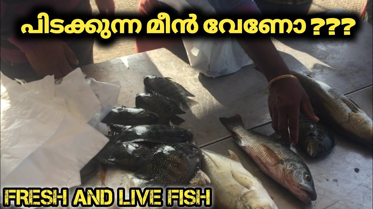 നല്ല പിടക്കുന്ന മീൻ വാങ്ങിയാലോ??? , ഏഴിക്കര ഫിഷ് ഫാം, ezhikkara fish
