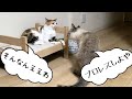 【猫】プロレスするんかい、せーへんのかい