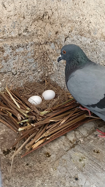 Making Bird's Nest ASMR #pigeon #birds #shorts