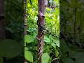 The Fastest Tree Knot You’ll Ever Learn #LifeHack #KnotTutorial #SurvivalSkills