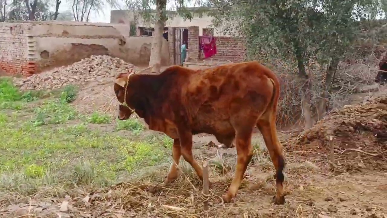 Block Miyan Janu plumber shahar Syed Allah Noor Islam