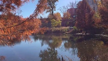 Zhiyun smooth Q2 Smartphone gimbal  Review