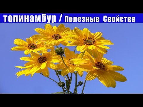 Невероятно Полезные Свойства Топинамбура Для Организма // ЭТО НАДО ЗНАТЬ!