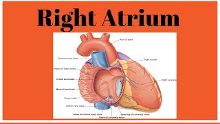 Right atrium