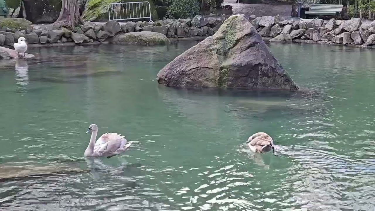 Воронцовский дворец и парк в Алупке — прогулка по обновлённой улице и парковка