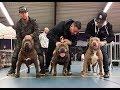 A day at the bully show in the Netherlands with some great dogs