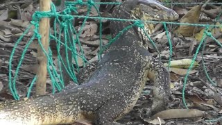 Biawak babon muncul dan berhasil kita selamatkan dari perangkap