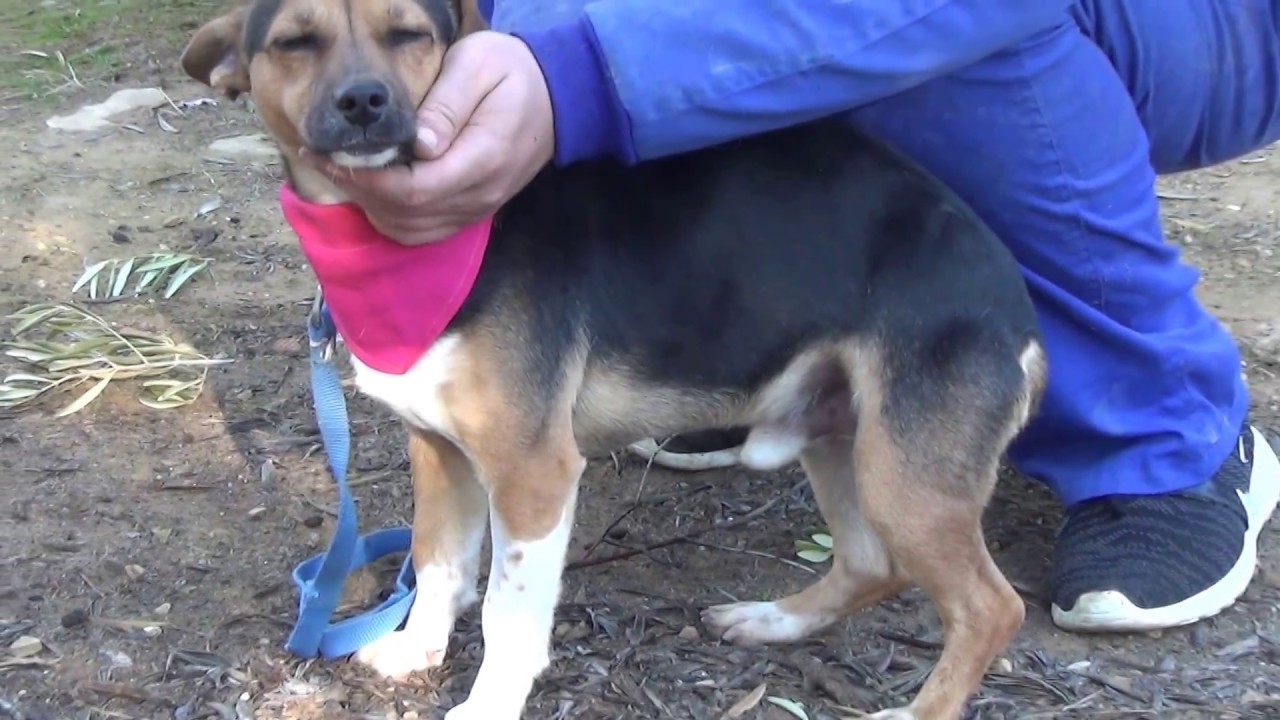 LUIGI adopción perros cachorros