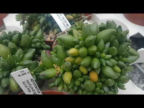 Адромискусы.Виды и цены.Adromischus.Uhligcacteen.