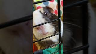 Guinea Pig Sneezes