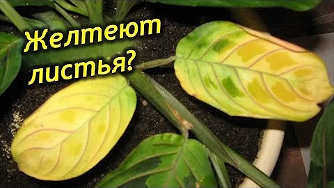 Желтеют, сохнут и скручиваются листья Маранты. Как спасти маранту?
