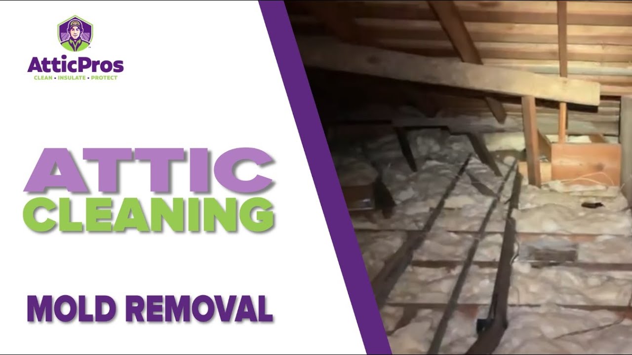 Attic Cleaning Reveals Dangerous Mold Infestation!