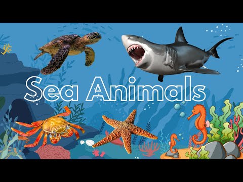 Sea Animals for
