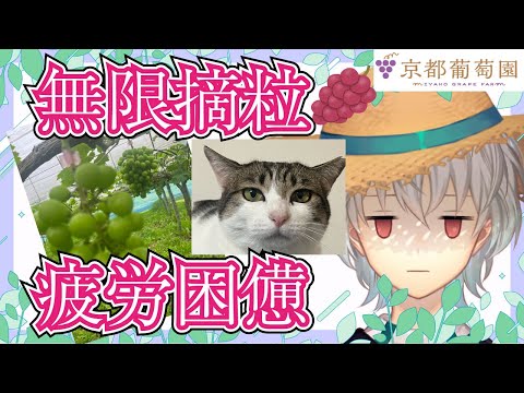 【 農業雑談 】13時間労働月間が終わりました【 京都みこ / Vtuber 】