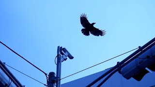 information - YOHEI OGAWA | 小川洋平