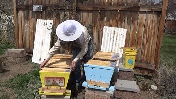 Splitting a top bar hive