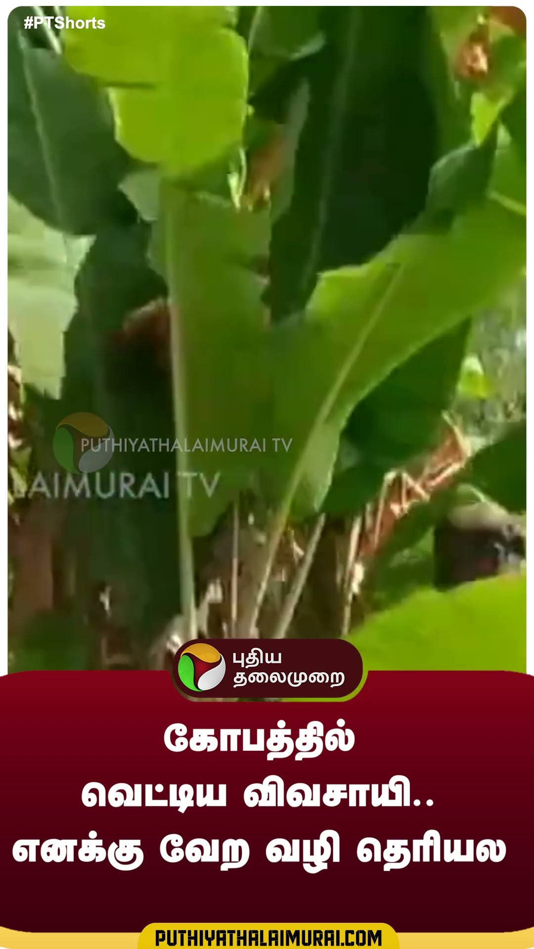 கோபத்தில் வெட்டிய விவசாயி.. எனக்கு வேற வழி தெரியல | #shorts | #bananatree | #farmers