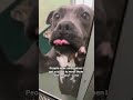 A small act of kindness can mean everything truly change a life today 🙏#dogs #viral #dogsworld #USA