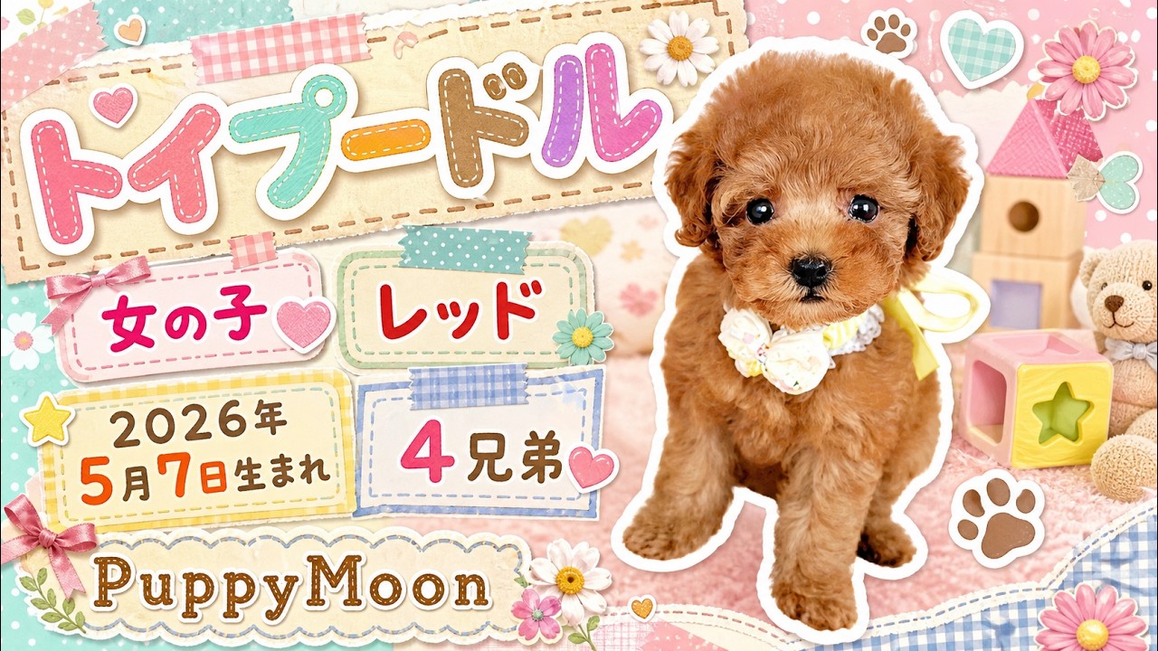 ご確認用　リボン☆　パネル　プードルちゃん柄　5/14　11枚 つぶらな瞳とお花リボンがかわいい、レッドのトイプードルちゃん - YouTube