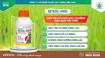 BETAZOL 480SL – ĐẶC TRỊ CỎ NĂN, CHÁC, LÁC, CỎ LÁ RỘNG | 1 LẦN PHUN – SẠCH BÓNG CỎ DẠI