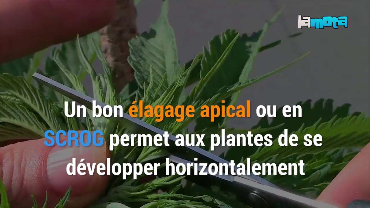 10 conseils utiles pour cultiver du cannabis sur de petits balcons