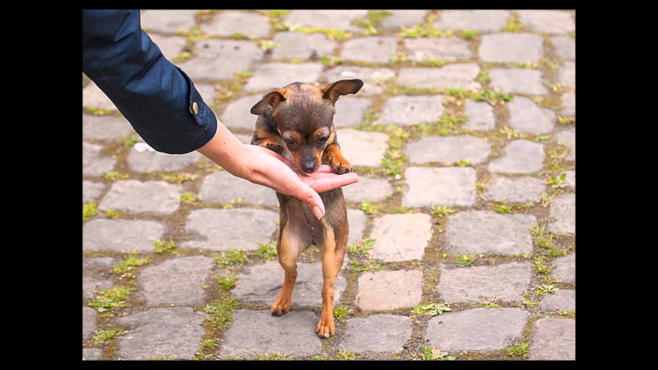 Hundeshooting in Gifhorn am 26.05.2015