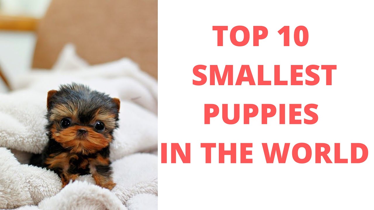 List Of Top 10 Dog Breeds With The Cutest Puppies In The World 2020