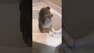 A bath for Bella! #shetlandsheepdog #subscribe #bella #sheltie #shortsfeed #love #dog #blessed