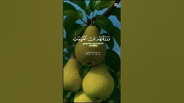 قرآن كريم #vues #تيك_توك #دويتو #duet #حالات_واتس #ترند #لايك #اكسبلور #راحة_نفسية