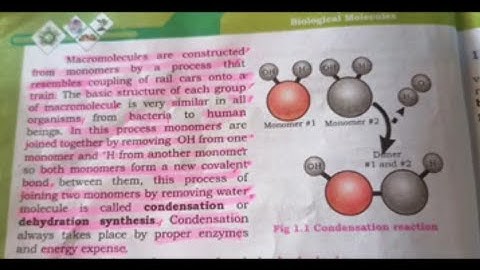 synthesis and breakdown of polymers Biology |first year||11th|           |Sir Jahangeer|