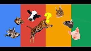 wrong head matching video for toddlers  Animals head matching game and Colors fun kids tv