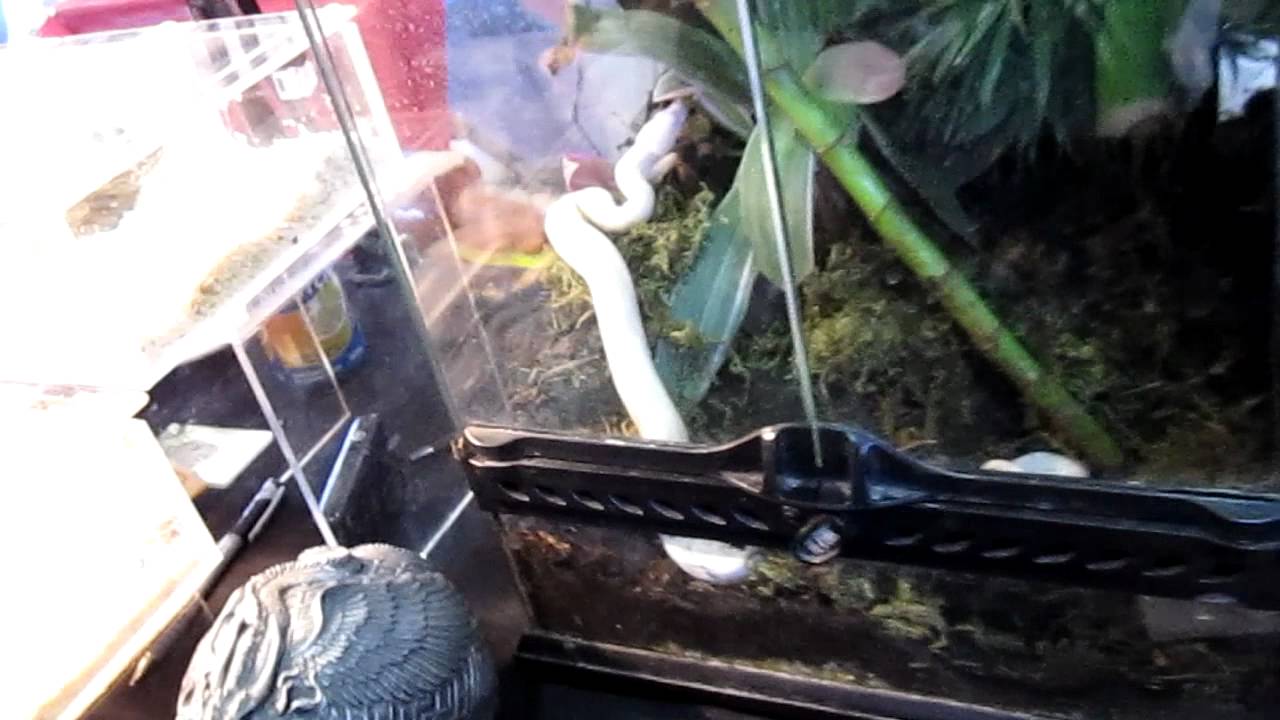 CALGARY REPTILE SHOW 2011 YouTube