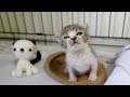 おしゃべりの途中で電池が切れ寝落ちモードに入る子猫