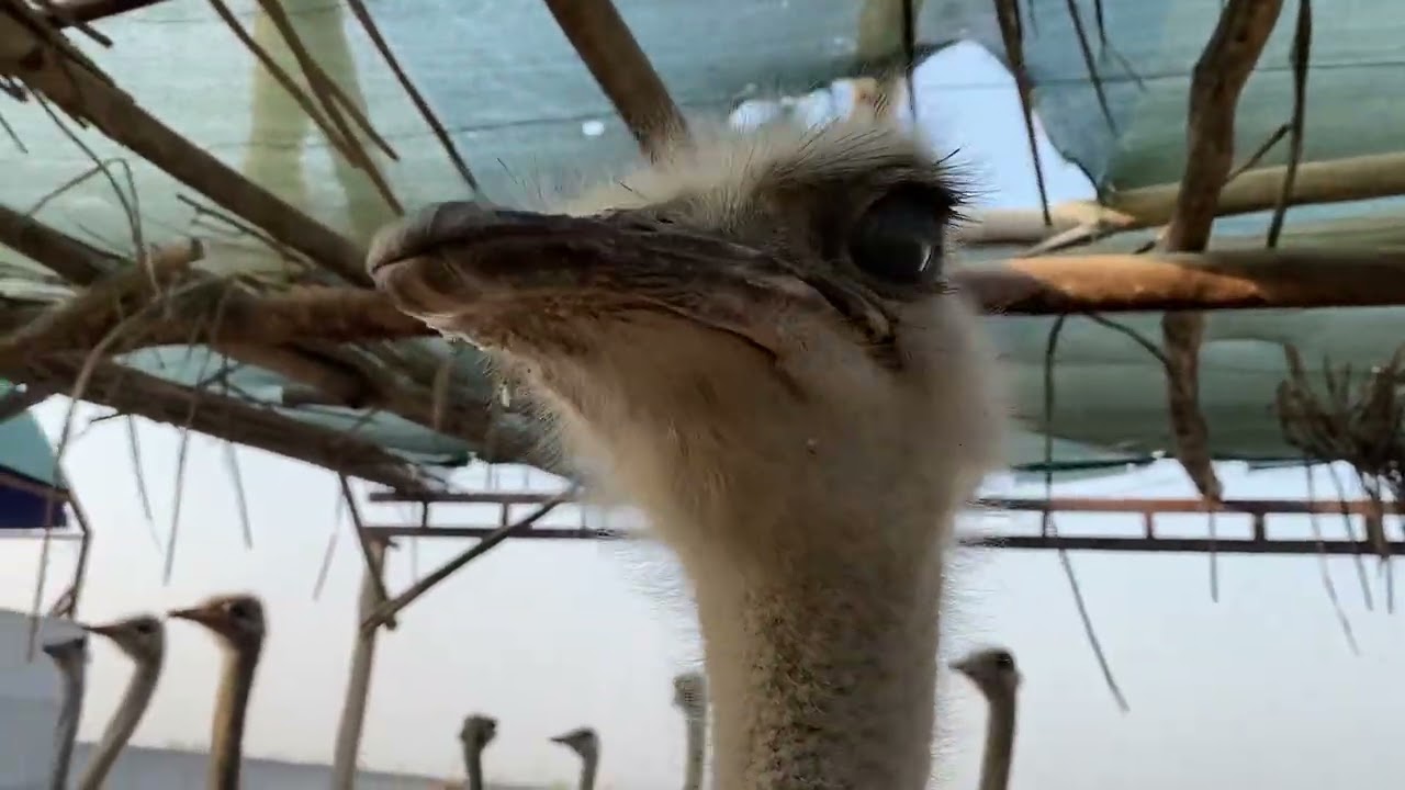 Tuya qushlar sotuvda Arzon narxlarda ☎️ +998 95 020 43 87