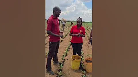 Seed Co Group Agronomy 85th Anniversary INSIGHTS #MALAWI (72 of 85)