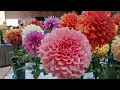 ADS 2025 National Dahlia Show Section C