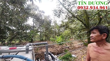 Lắp đặt béc phun thuốc cho vườn Sầu Riêng cổ 30 năm tuổi ở Cái Bè, Tiền Giang