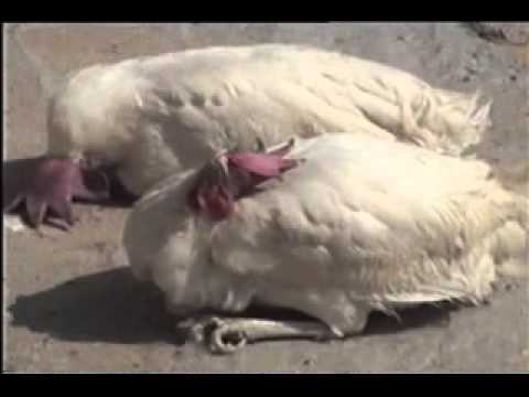 Newcastle Disease - YouTube