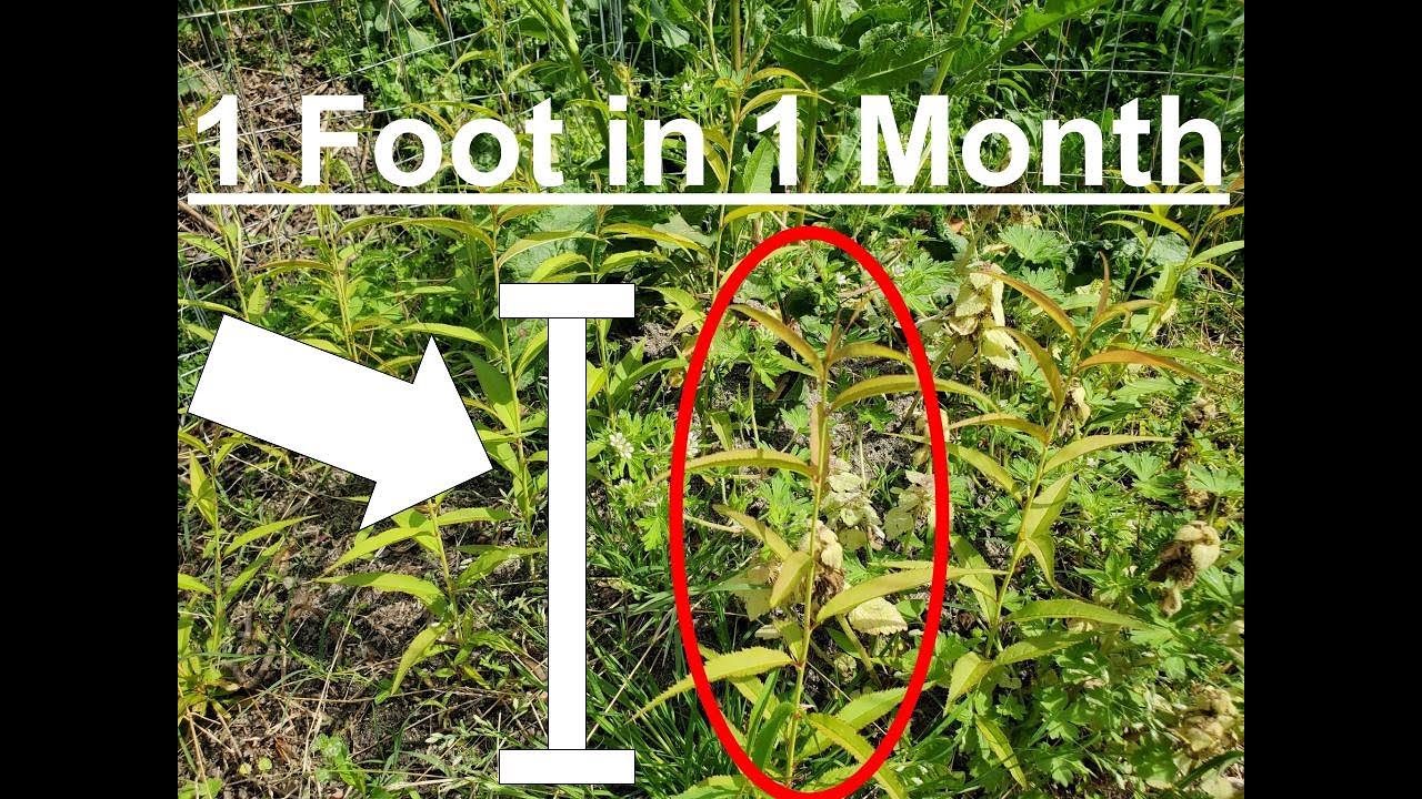 Peach Trees From Seed- 1 Month Update! Grew 1 Foot in 1 Month! Great Beginner Fruit Tree!