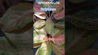 (Eps. 130) Perbedaan Aglaonema Striptease dan Big Roy | Rimawan Vlog (Eps. 130) Perbedaan Aglaonema Striptease dan Big Roy | Rimawan Vlog
