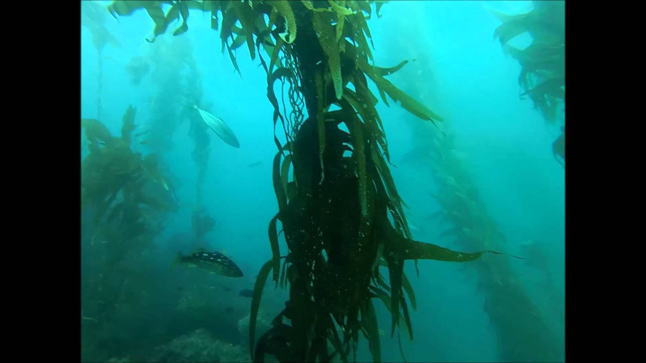 Deadman's Reef, Laguna CA. YouTube