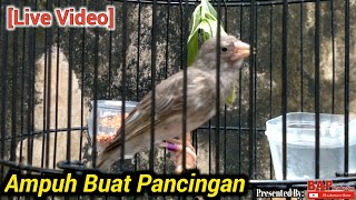 SUARA BURUNG SANGER BETINA MEMANGGIL JANTAN