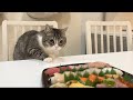 お寿司パーティーに乱入して怒られた猫の反応がかわいすぎました笑