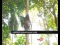 Leoperd trapped, dead Thrissur: