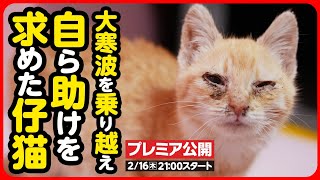 【子猫保護】猫風邪に真菌...大寒波を乗り越え、小さな体で必死に助けを求めた子猫