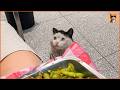 The Dirty Stray Cat Forced Himself To Eat Through The Pain — And His Eyes Broke Her