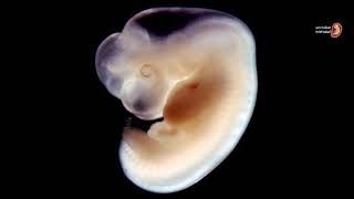متى يبدأ إكتمال الإعضاء التناسليه للجنين الذكر خلال الحمل ؟