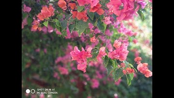 Xiaomi Mi A1 Camera: Depth Effect Shots (Portrait Mode)