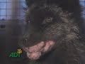 Un Prodotto InsanguinatoI - Il vero costo delle pellicce (Italian)