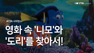 영화 속 '니모'와 '도리'를 찾아서! / YTN 사이언스